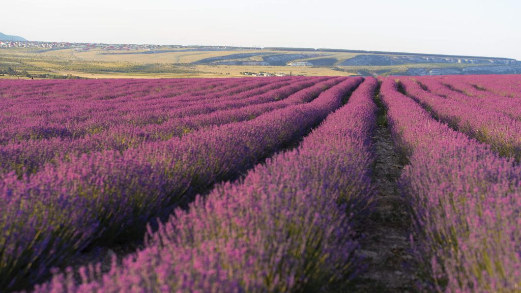 productos de lavanda